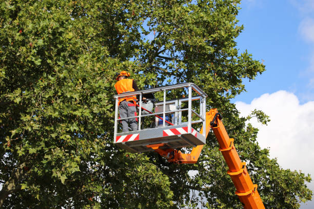 Best Storm Damage Tree Cleanup  in Bee Ridge, FL